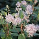 Ceanothus palidus 'Marie Simon'