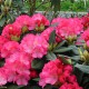 Rhododendron yakushimanum 'Fantastica'