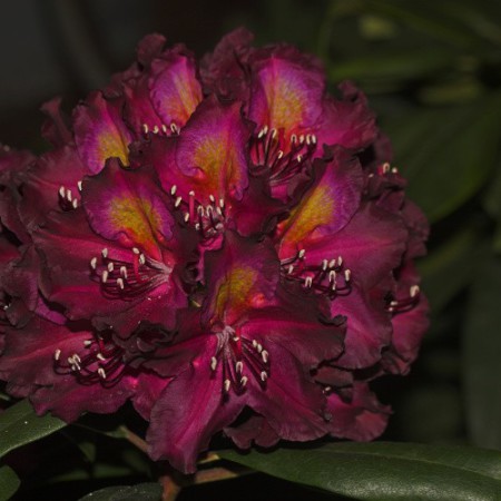 Rhododendron Hybride 'Frank Galsworthy'