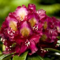 Rhododendron Hybride 'Frank Galsworthy'