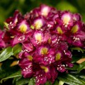 Rhododendron Hybride 'Frank Galsworthy'