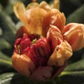 Rhododendron yakushimanum 'Goldprinz'