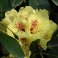 Rhododendron yakushimanum 'Goldprinz'