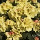 Rhododendron yakushimanum 'Goldprinz'