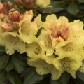 Rhododendron yakushimanum 'Goldprinz'