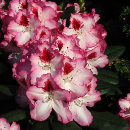 Rhododendron Hybride 'Hachmann`s Charmant'