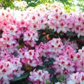 Rhododendron Hybride 'Hachmann`s Charmant'