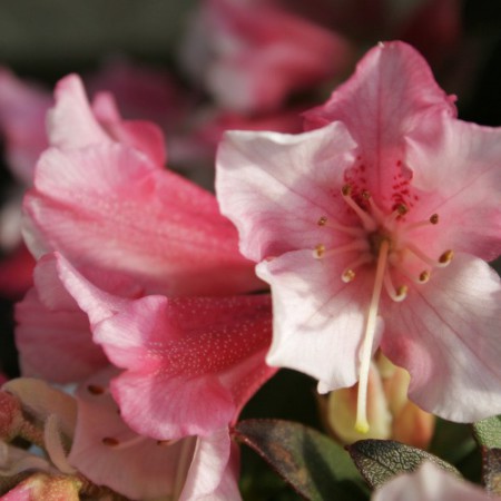 Rhododendron keiskei 'Wee Bee'