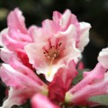 Rhododendron keiskei 'Wee Bee'