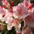 Rhododendron keiskei 'Wee Bee'