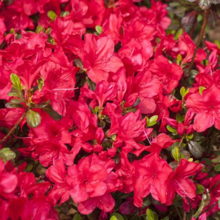 Rhododendron obtusum 'Muttertag'