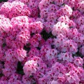 Rhododendron yakushimanum 'Nicoletta'