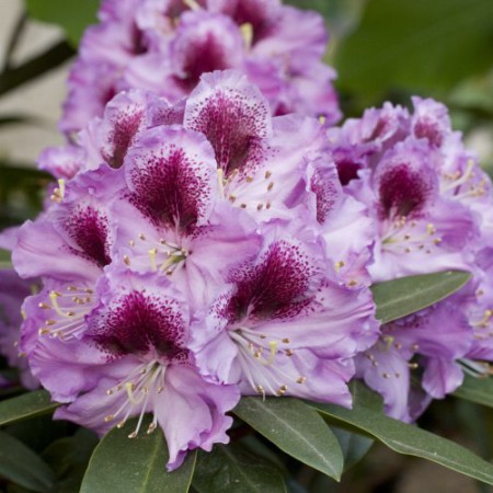 Rhododendron Hybr. 'Pfauenauge'