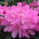 Rhododendron ponticum 'Graziella'