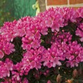 Rhododendron ponticum 'Graziella'