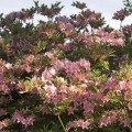 Rhododendron viscosum 'Soir de Paris'