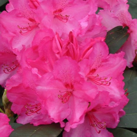 Rhododendron Hybride 'Anastasia'