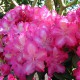 Rhododendron Hybride 'Berlinale'