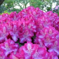 Rhododendron Hybride 'Berlinale'