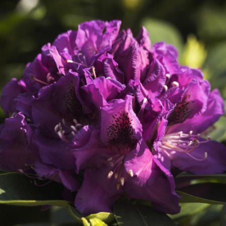 Rhododendron Hybride 'Blue Boy'