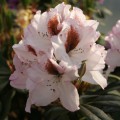 Rhododendron Hybride 'Graffito'
