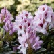Rhododendron Hybride 'Graffito'