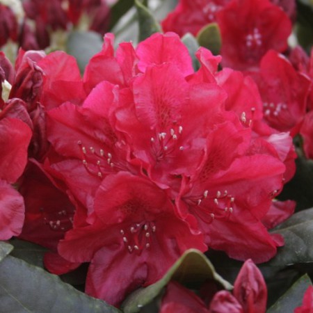 Rhododendron Hybride 'Hachmann`s Feuerschein'