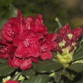 Rhododendron Hybride 'Hachmann`s Feuerschein'