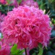 Rhododendron luteum 'Homebush'