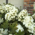 Hydrangea quercifolia