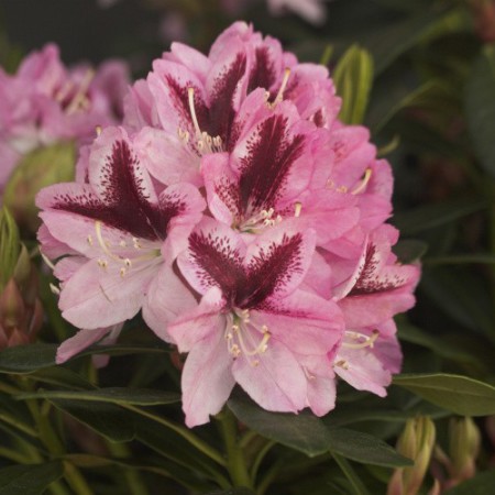 Rhododendron Hybr. 'Kalamaika'