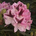 Rhododendron Hybr. 'Kalamaika'