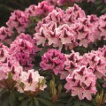 Rhododendron Hybr. 'Kalamaika'