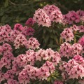 Rhododendron Hybr. 'Kalamaika'