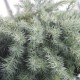 Larix kaempferi 'Blue Dwarf'