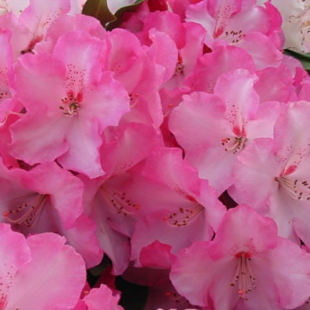 Rhododendron Hybride 'Lem´s Monarch'