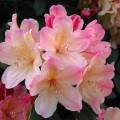 Rhododendron yakushimanum 'Percy Wiseman'