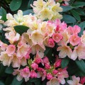 Rhododendron yakushimanum 'Percy Wiseman'