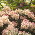 Rhododendron yakushimanum 'Percy Wiseman'