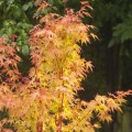 Acer palmatum 'Sangokaku'