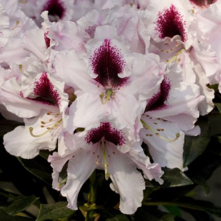 Rhododendron Hybr. 'Sapporo'