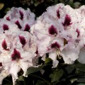 Rhododendron Hybr. 'Sapporo'