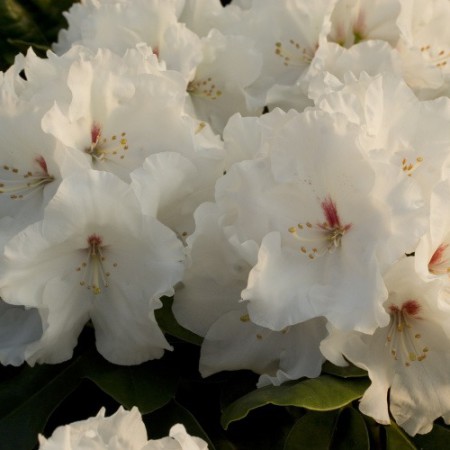 Rhododendron Hybr. 'Schneespiegel'