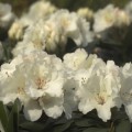 Rhododendron Hybr. 'Schneespiegel'