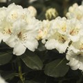 Rhododendron Hybr. 'Schneespiegel'