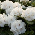 Rhododendron Hybr. 'Schneespiegel'