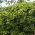 Acer palmatum 'Seiun kaku'