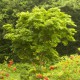 Acer palmatum 'Seiun kaku'