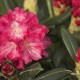 Rhododendron yakushimanum 'Sonatine'