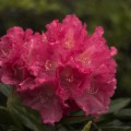 Rhododendron yakushimanum 'Sonatine'